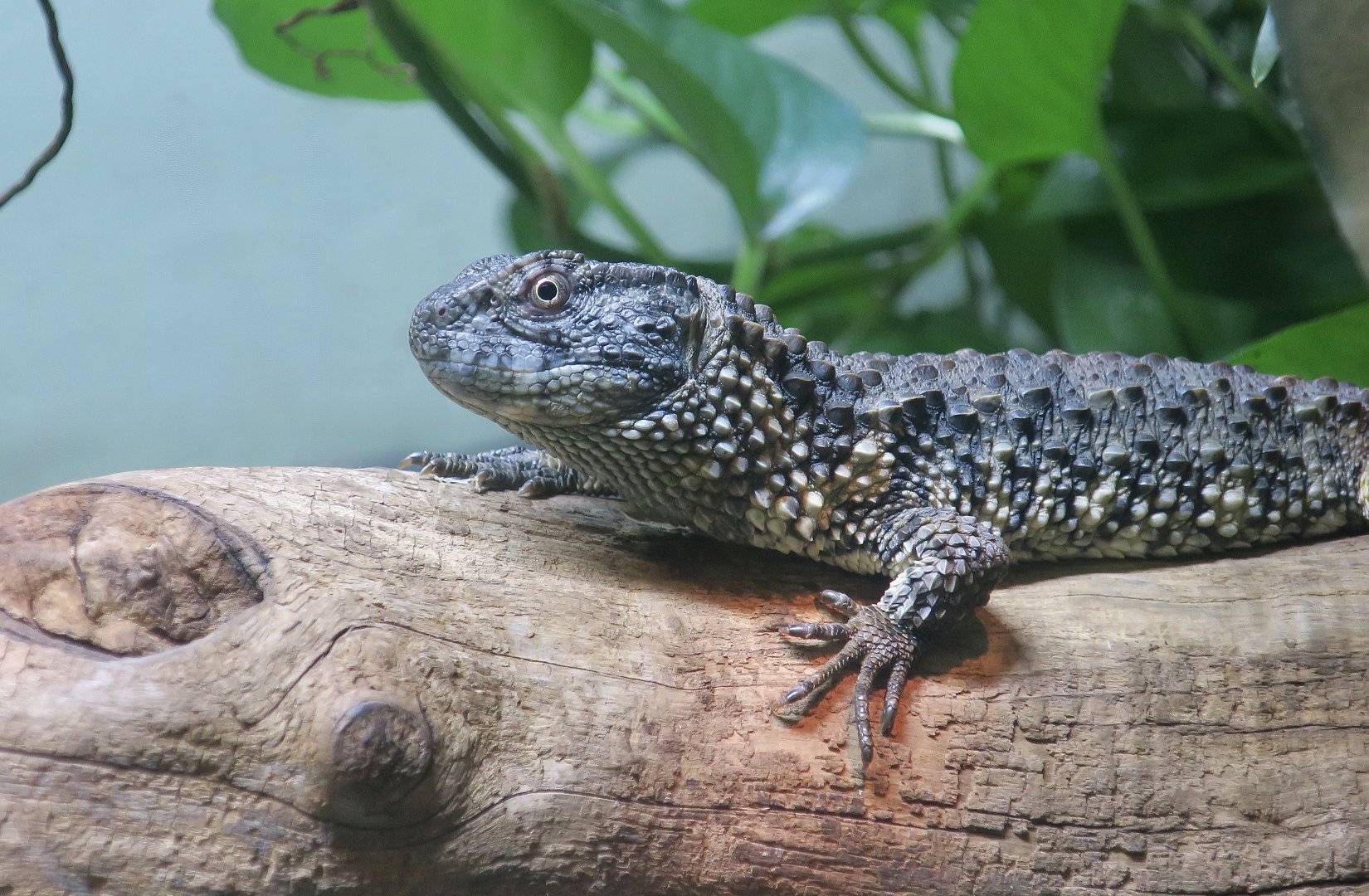 Chinese Crocodile Lizard (Shinisaurus crocodilurus)