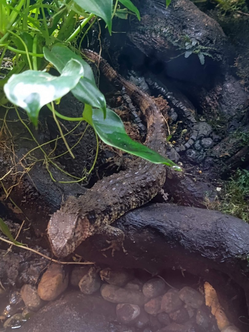 Chinese Crocodile Lizard (Shinisaurus crocodilurus)
