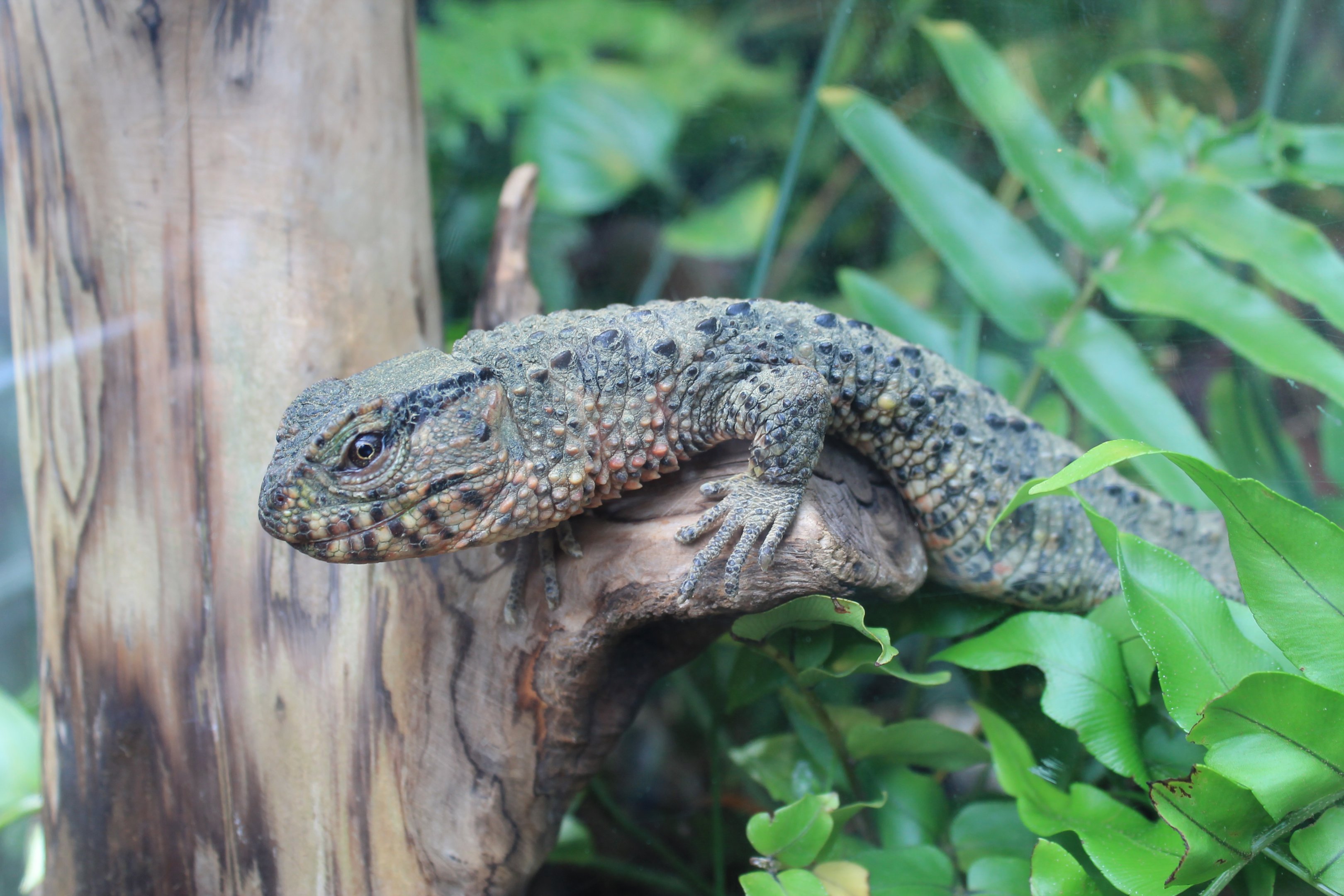 Chinese Crocodile Lizard (Shinisaurus crocodilus)
