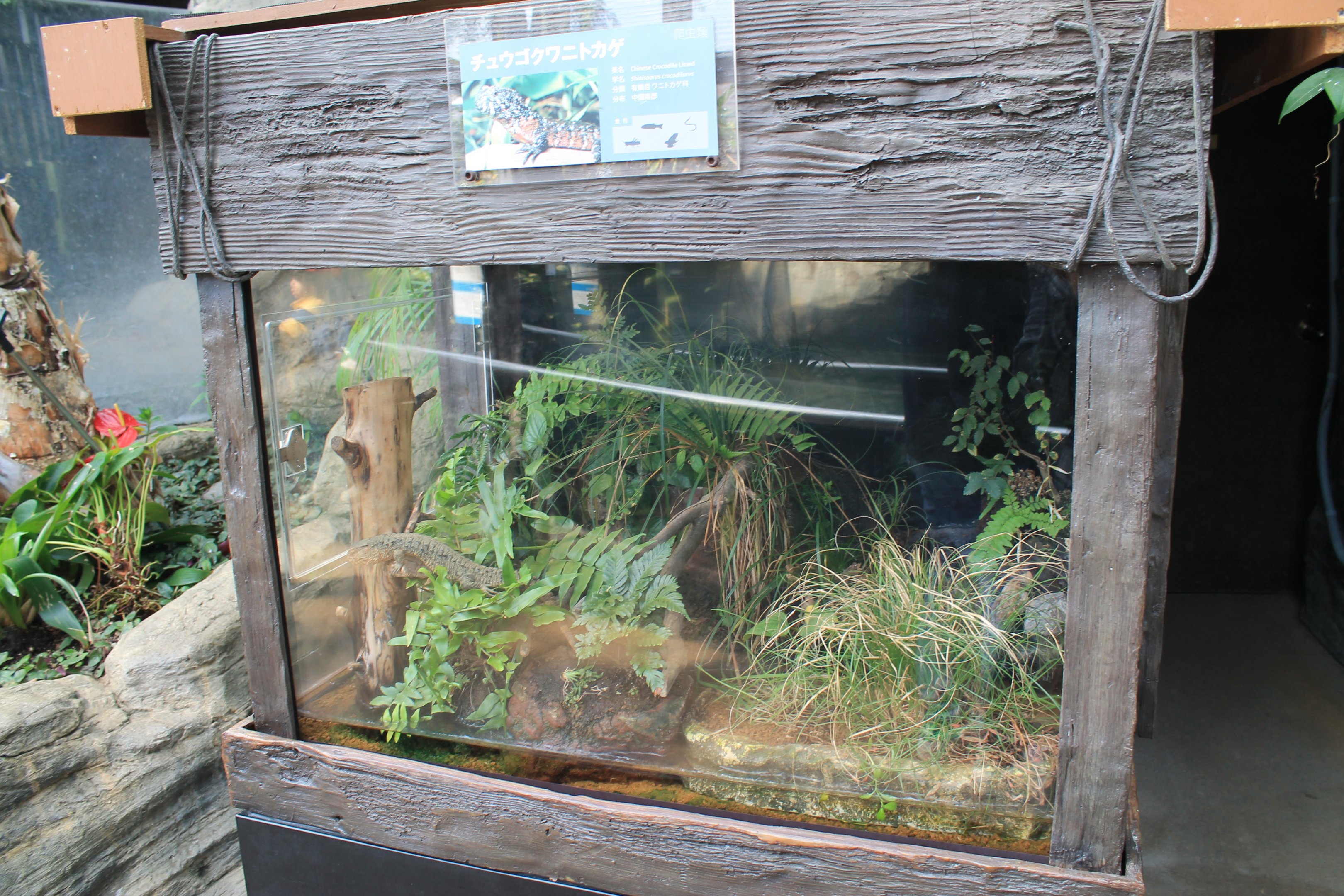 Chinese Crocodile Lizard tank
