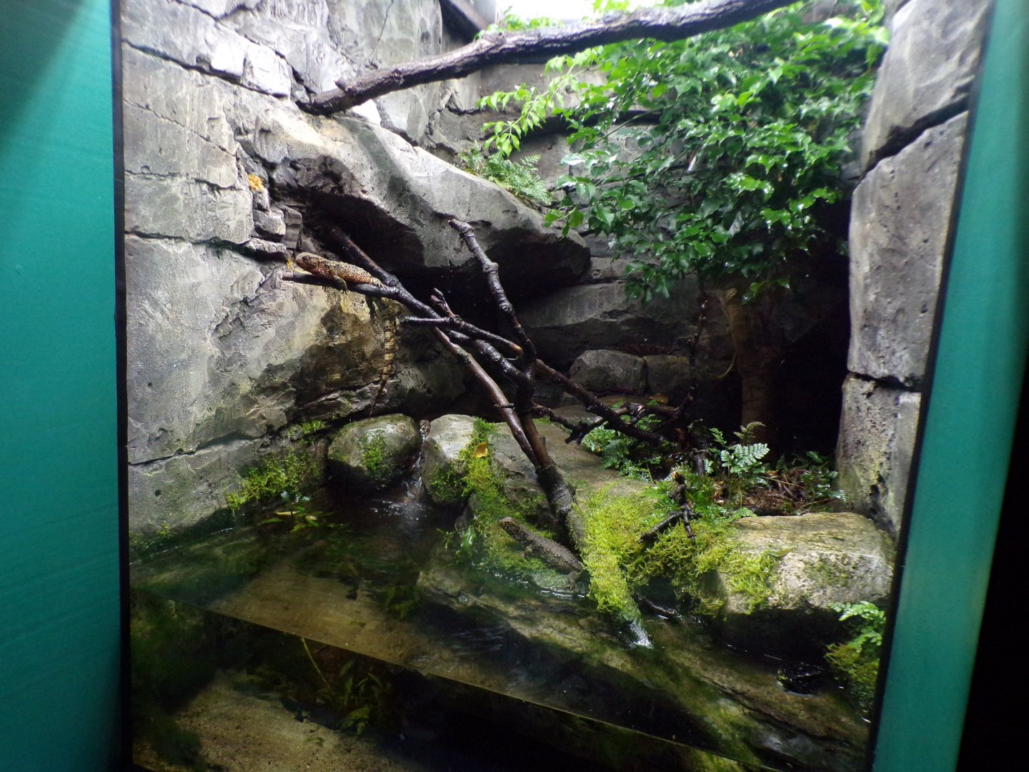 Chinese crocodile lizard terrarium 11.2.25