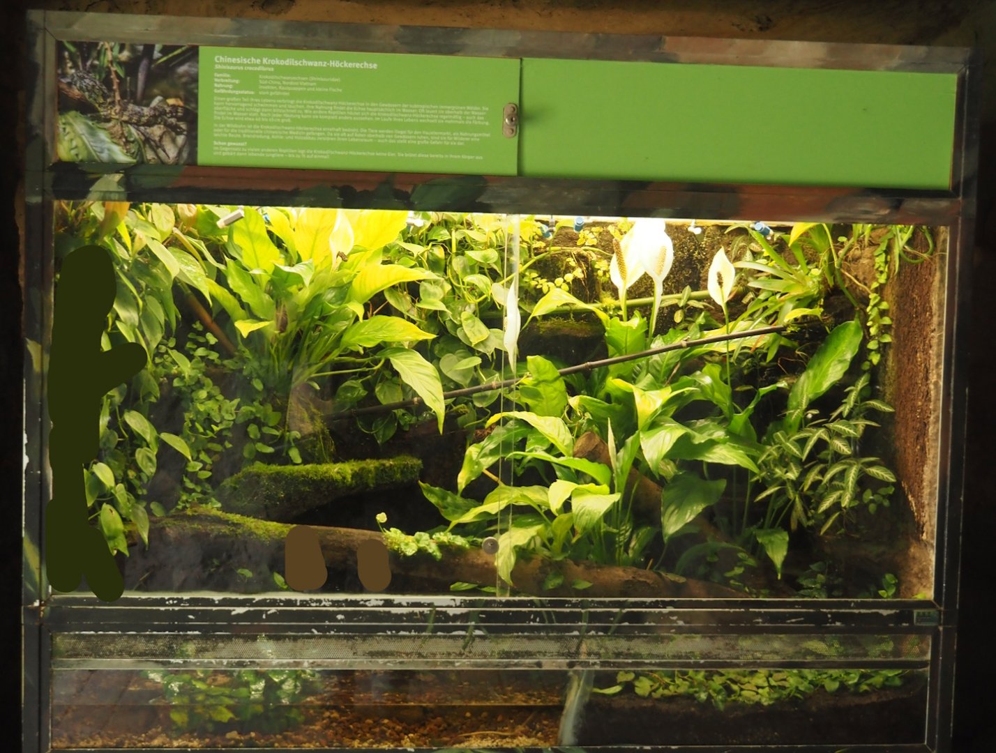 Chinese crocodile lizard terrarium, 2024-08-05