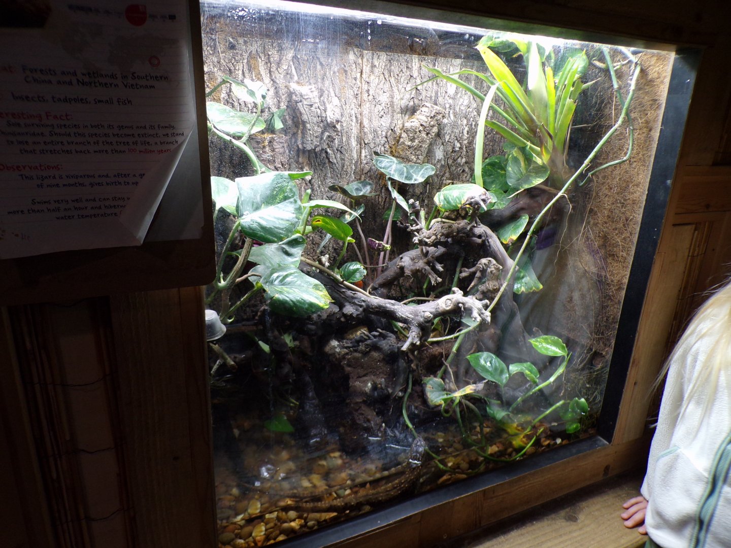 Chinese crocodile lizard terrarium 7.7.24