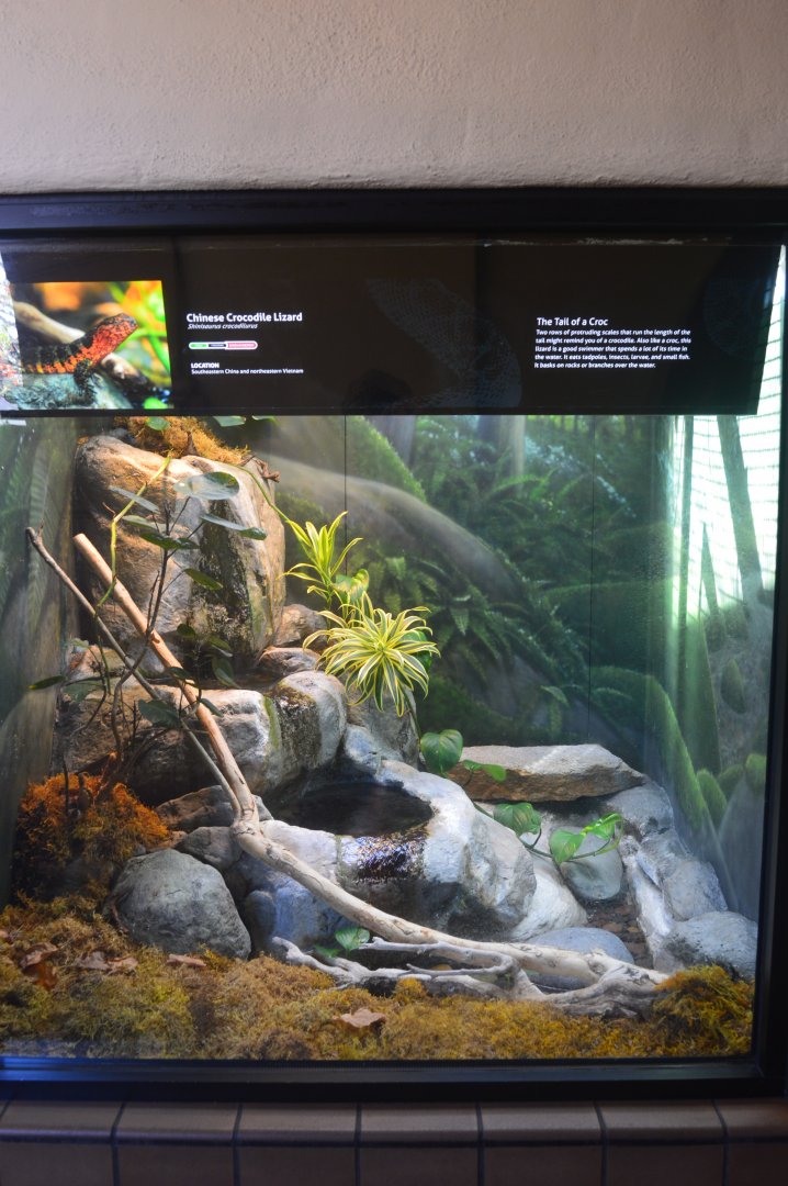 Chinese Crocodile Lizard Terrarium