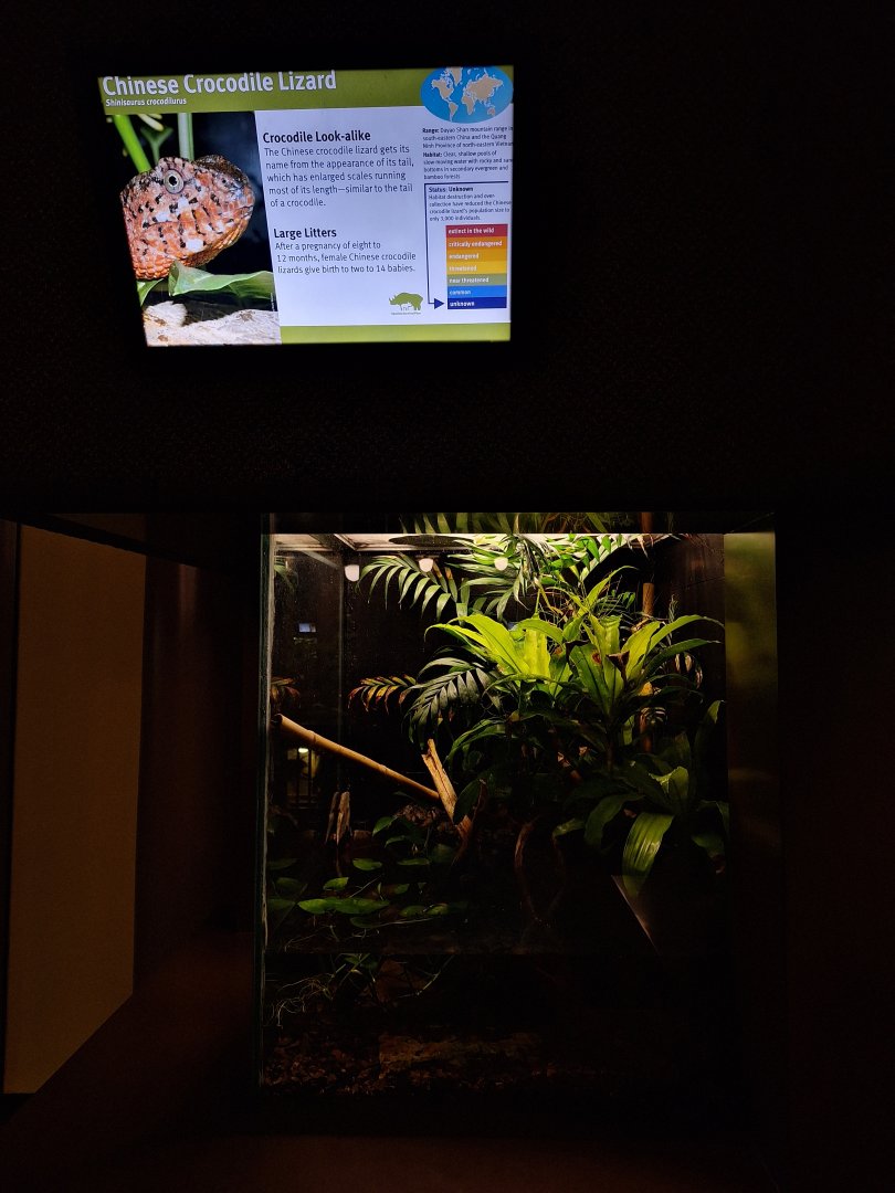 Chinese crocodile lizard terrarium