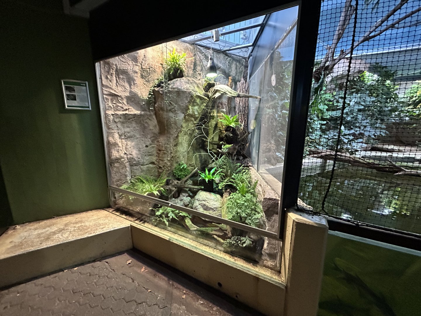 Chinese Crocodile Lizard & Vietnamese Mossy Frog Exhibit