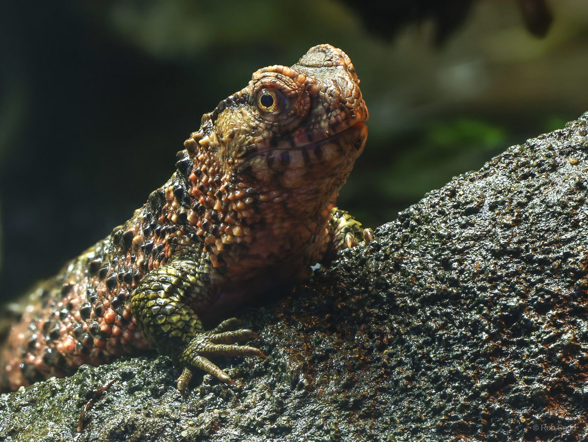 Chinese crocodile lizard : Whipsnade : 13 Jul 2025