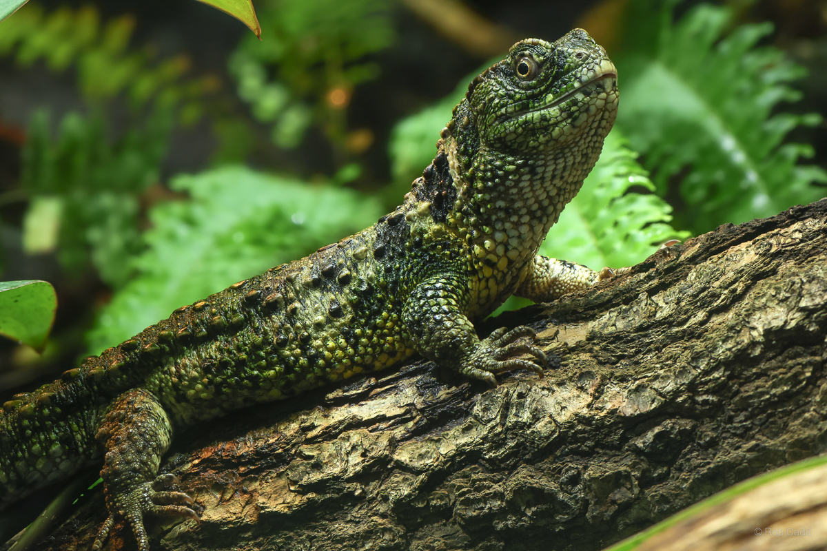 Chinese crocodile lizard : Whipsnade : 13 Jul 2025