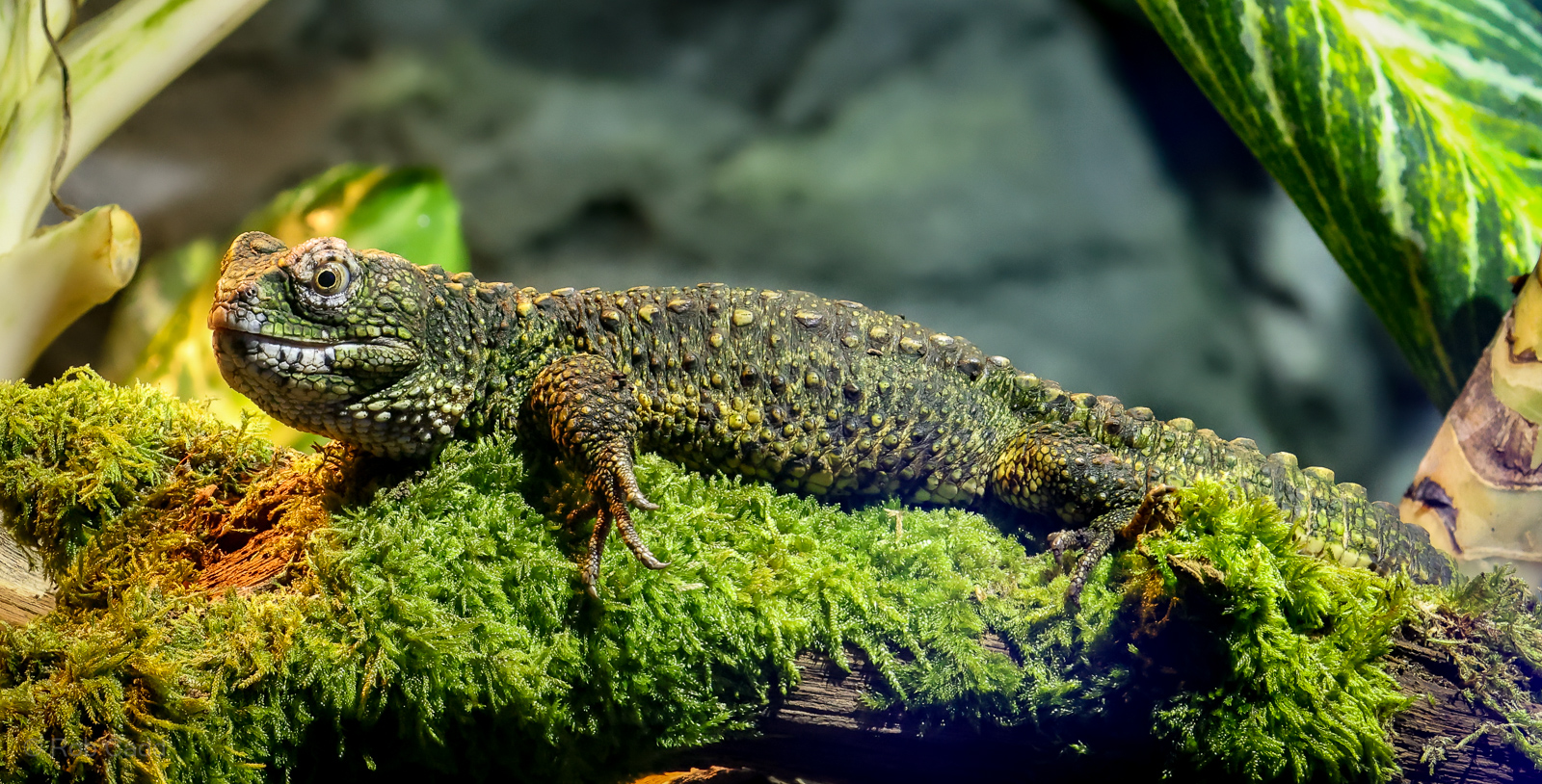 Chinese crocodile lizard : Whipsnade : 24 May 2024
