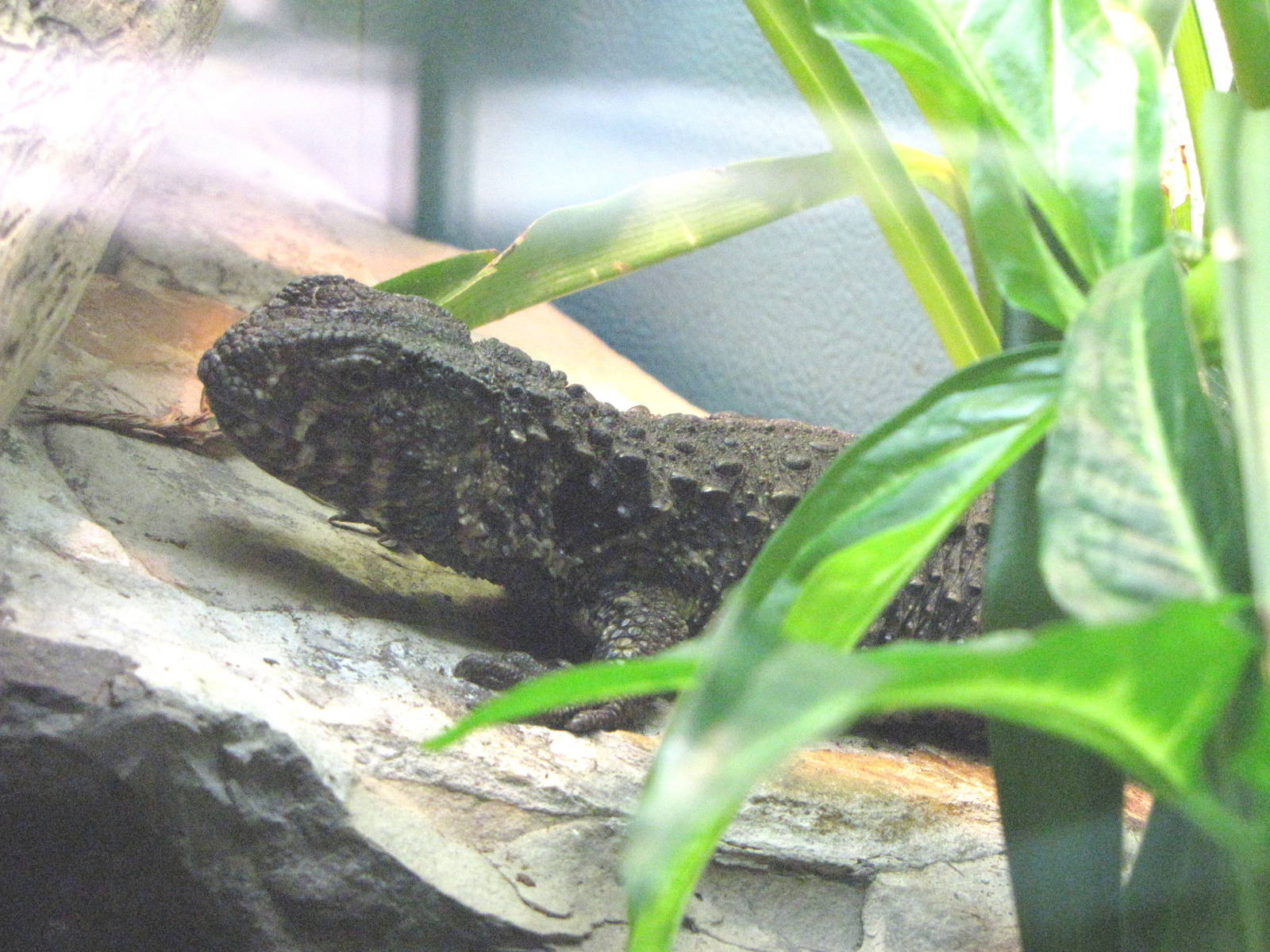 Chinese Crocodile Lizard