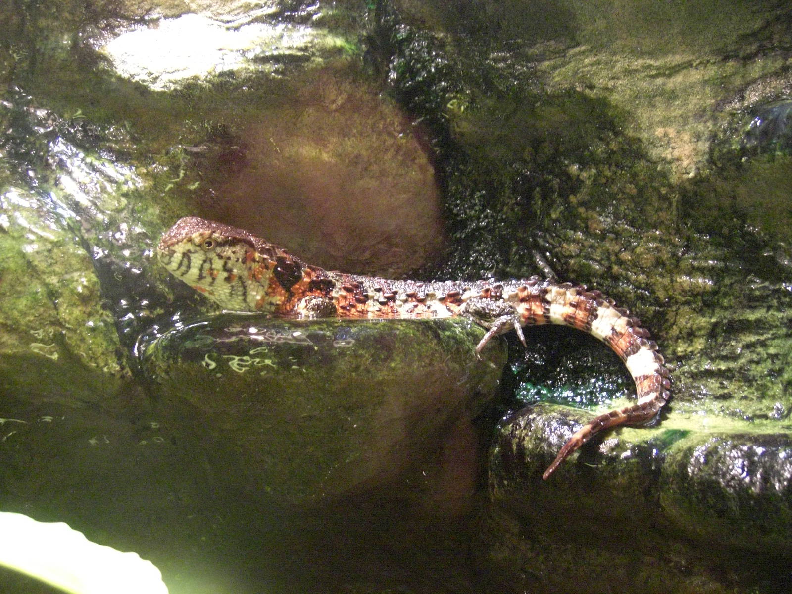Chinese Crocodile Lizard