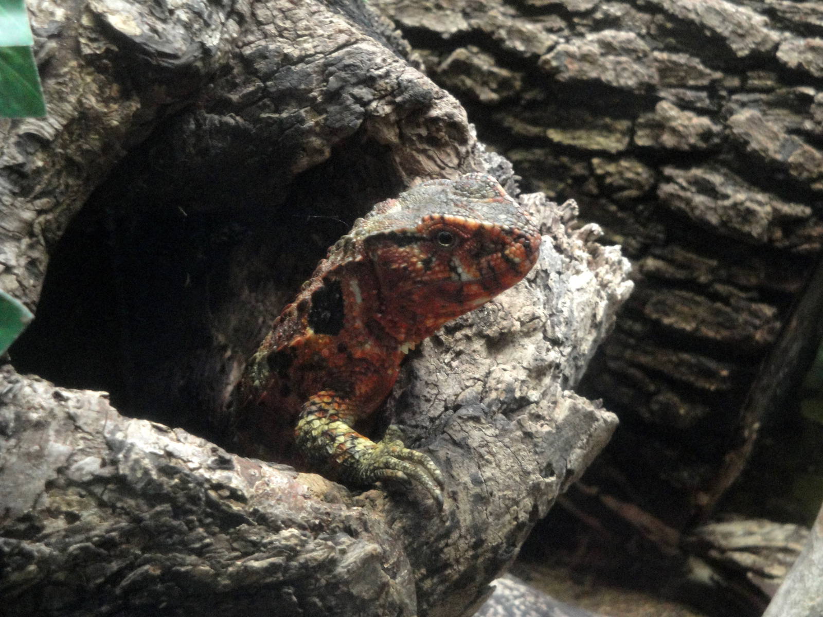 Chinese Crocodile Lizard