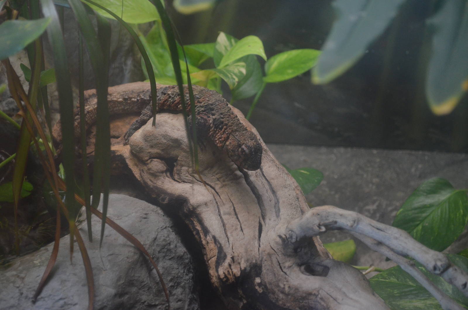 Chinese Crocodile Lizard