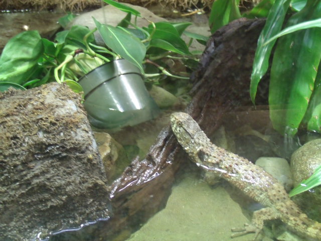 Chinese Crocodile Lizard