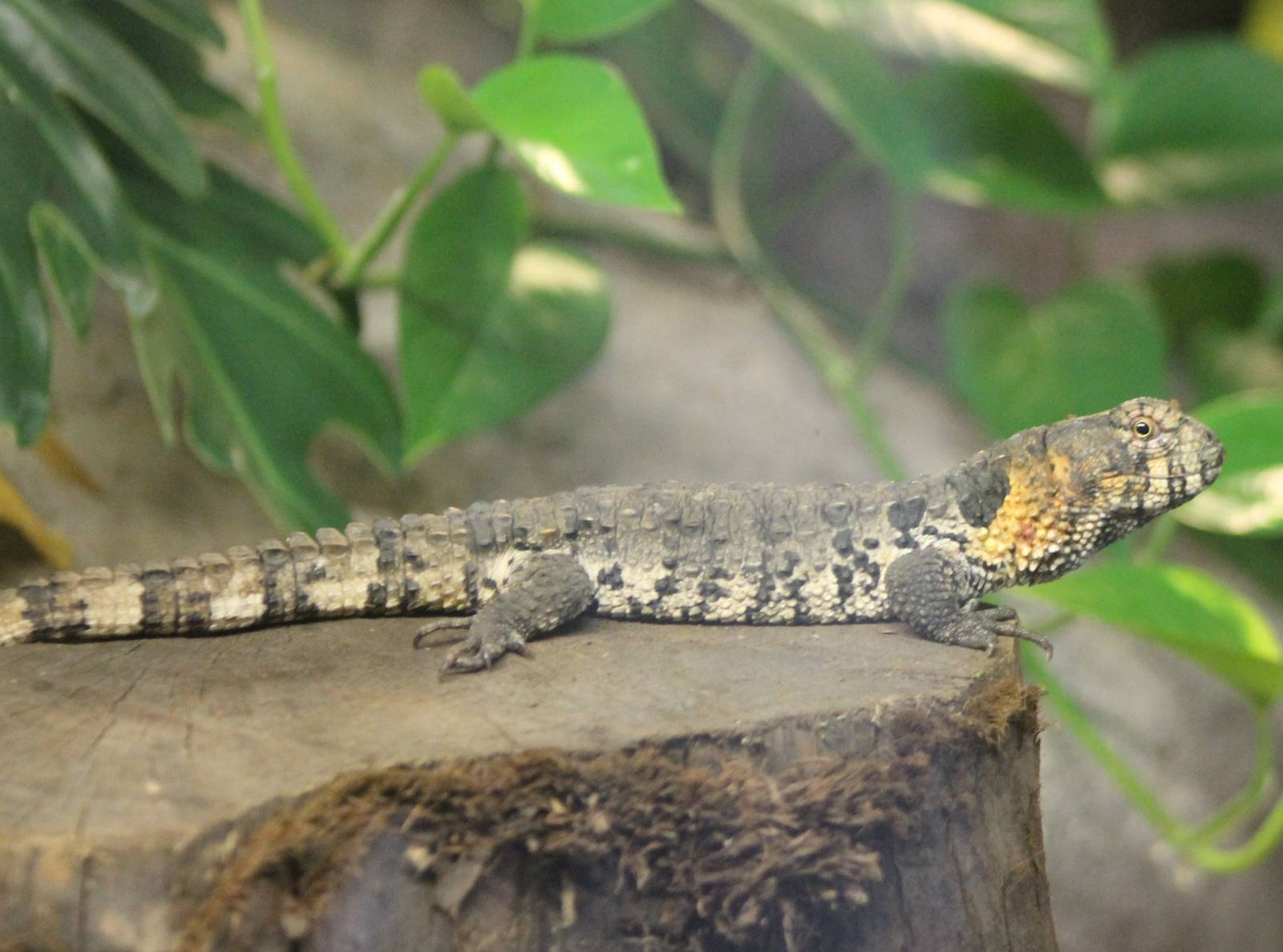 Chinese crocodile lizard