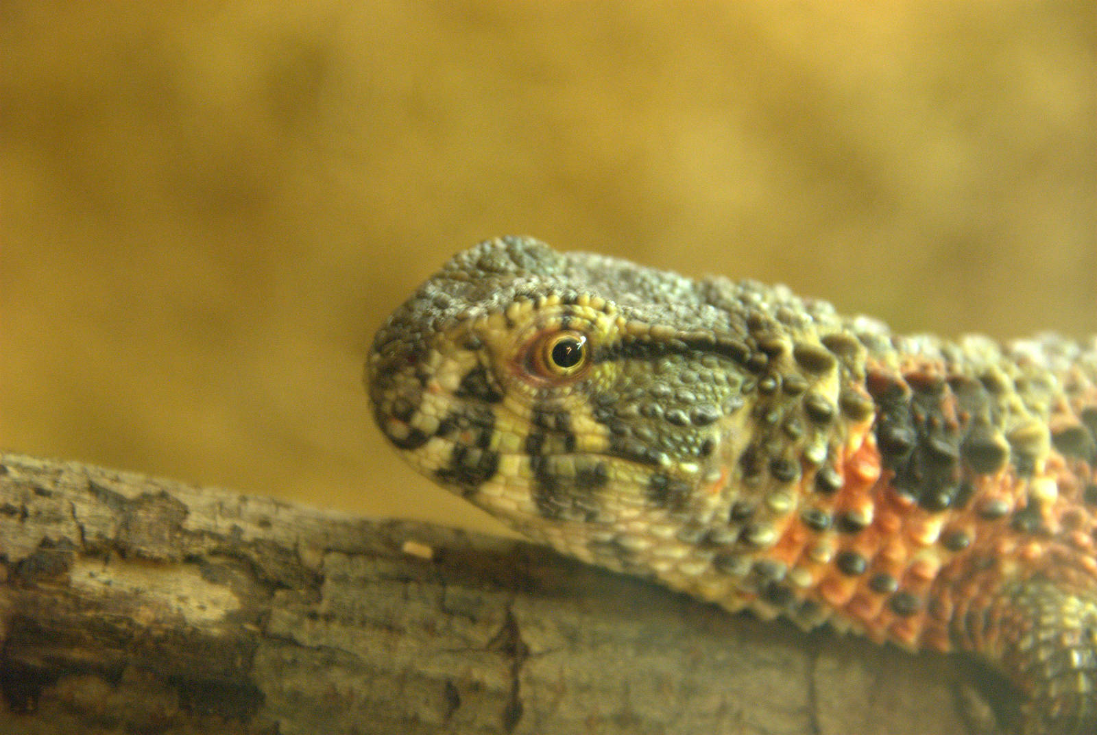 Chinese Crocodile Lizard