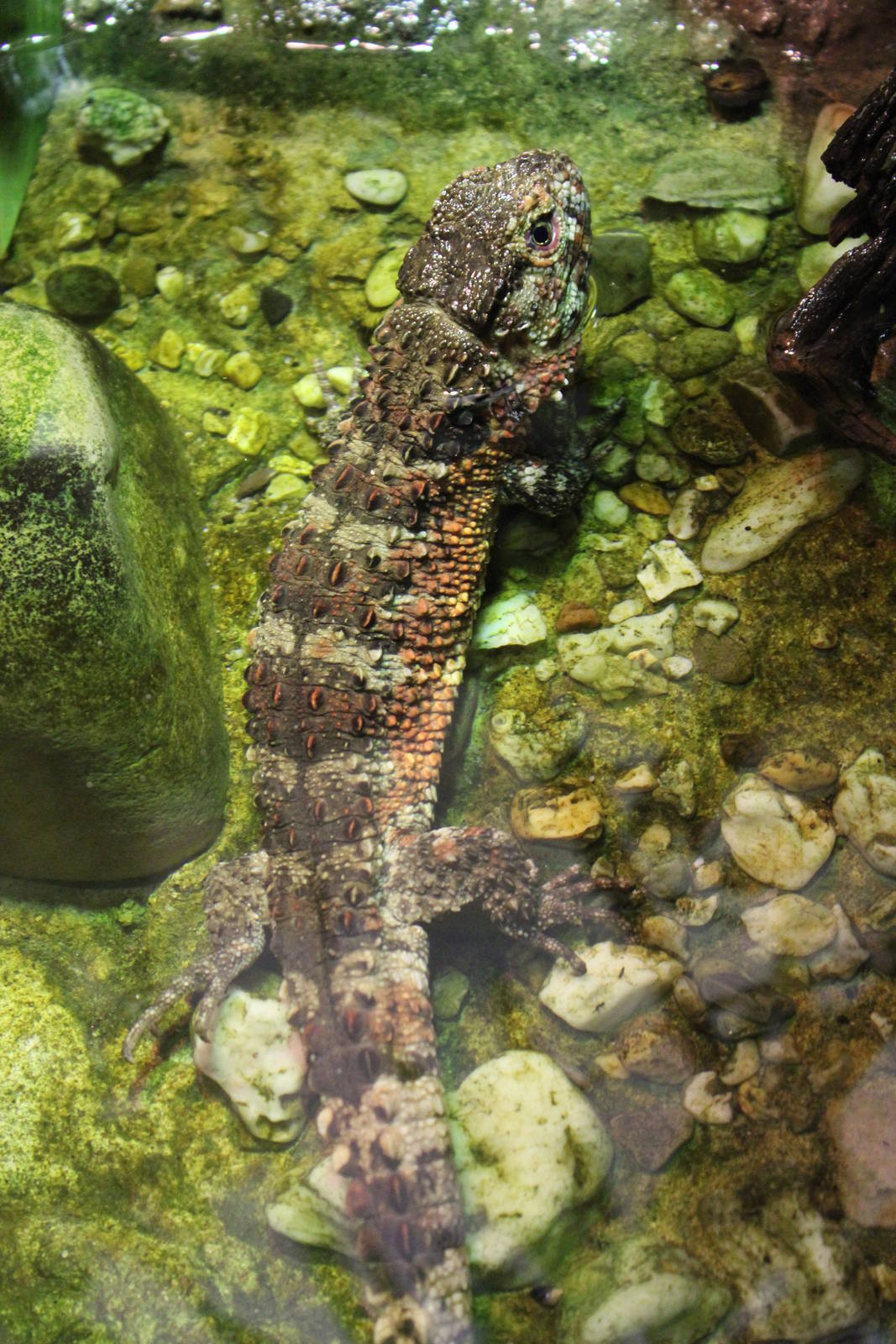 Chinese crocodile lizard