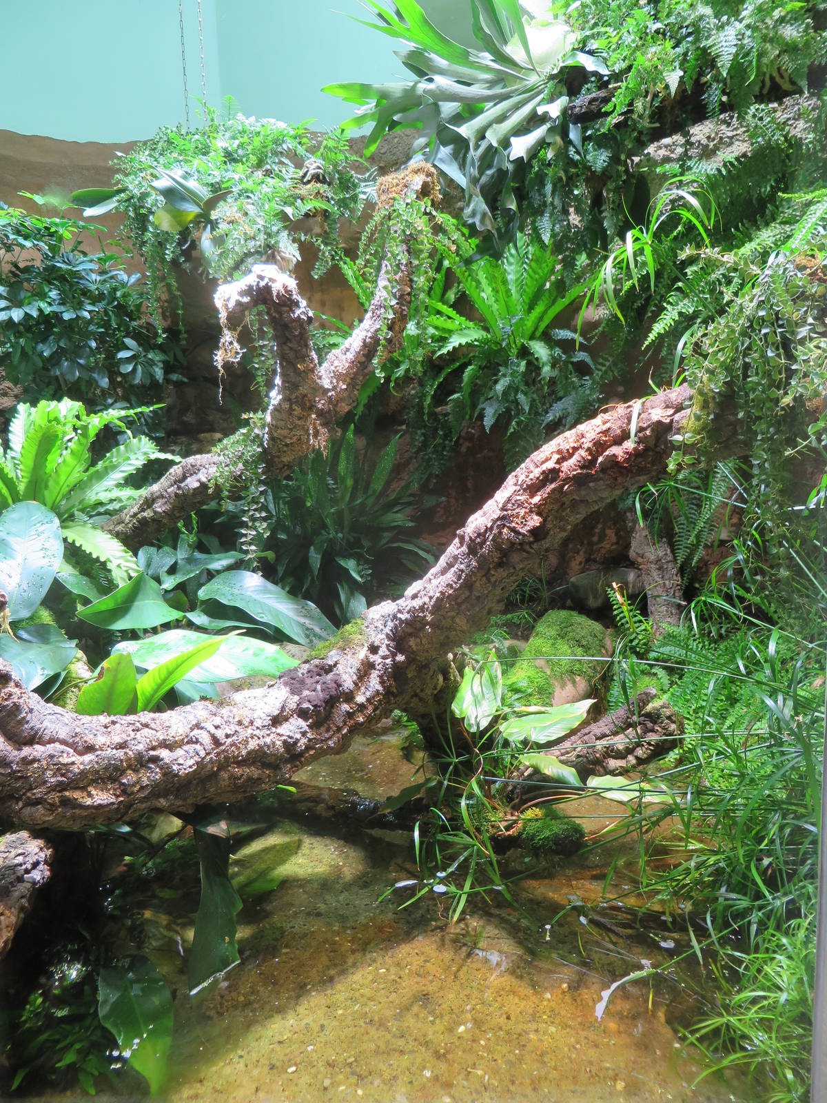 Chinese crocodile lizard