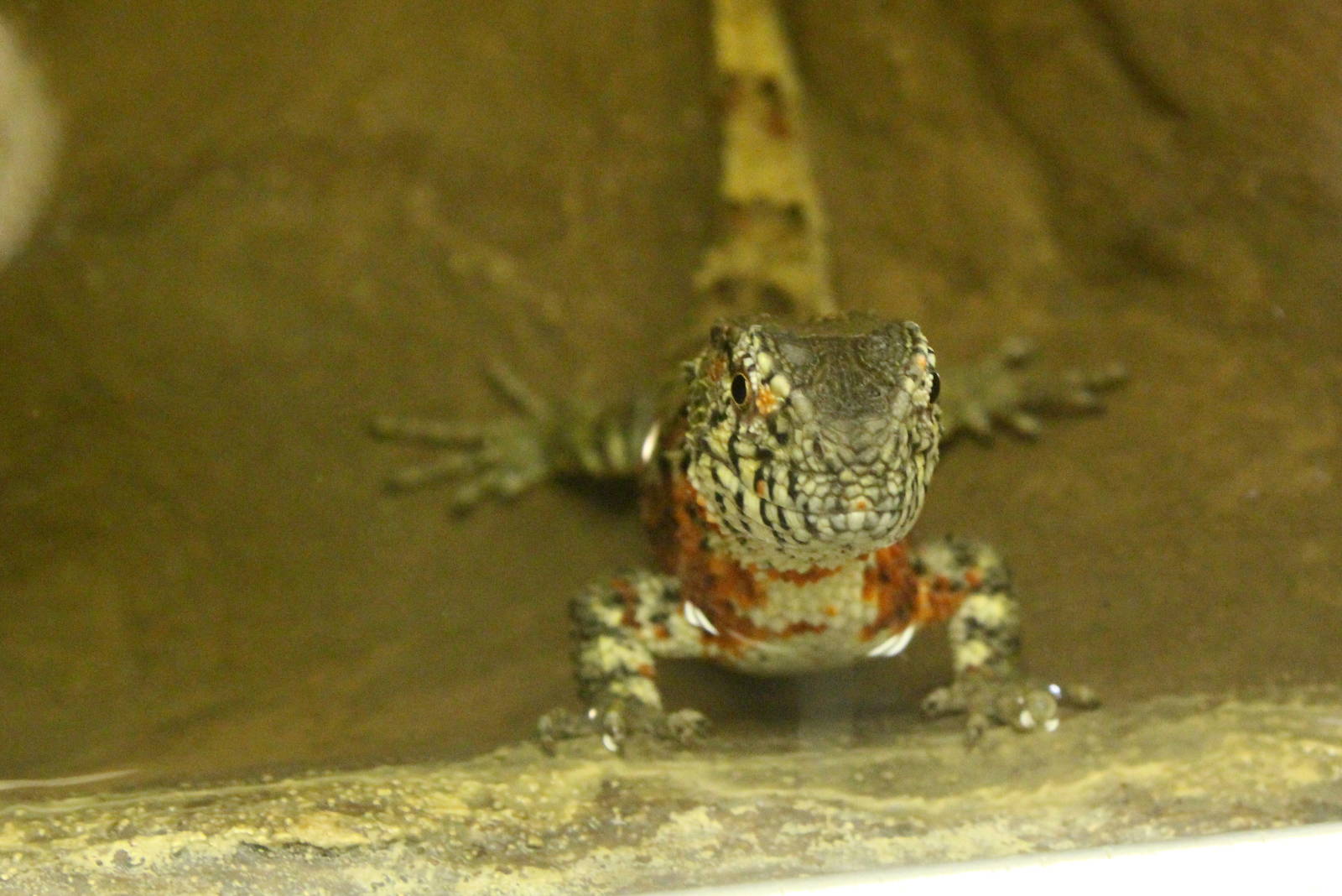 Chinese Crocodile Lizard
