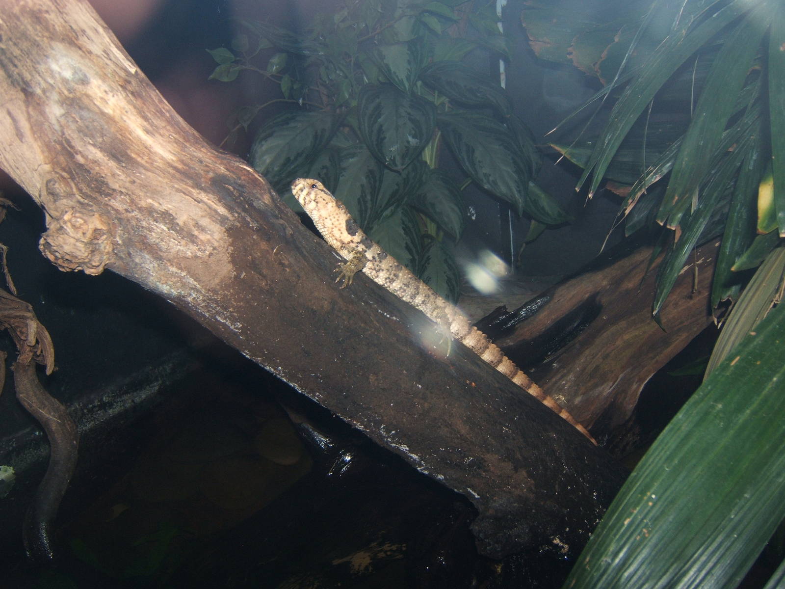 Chinese Crocodile Lizard