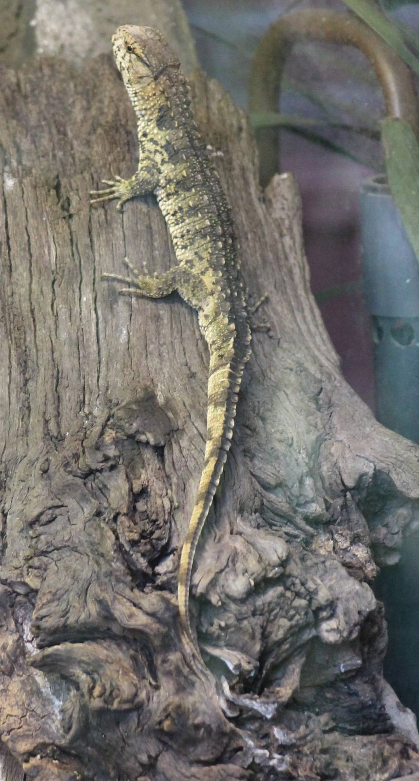 Chinese crocodile lizard