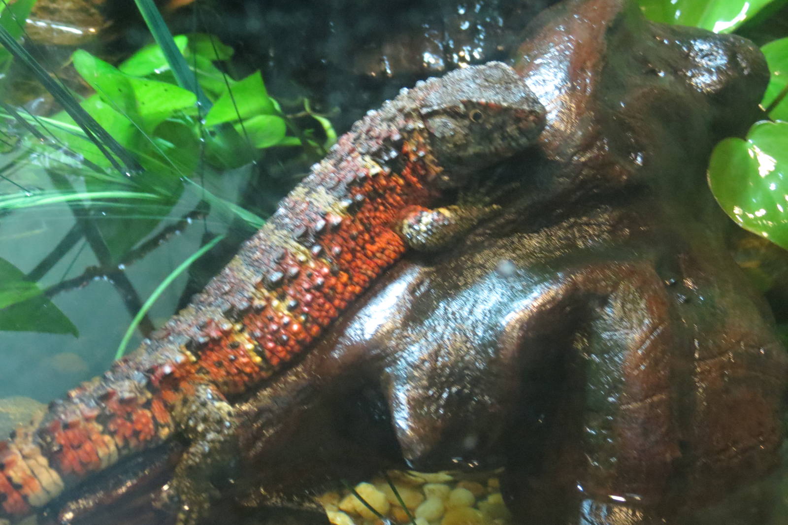 Chinese crocodile lizard