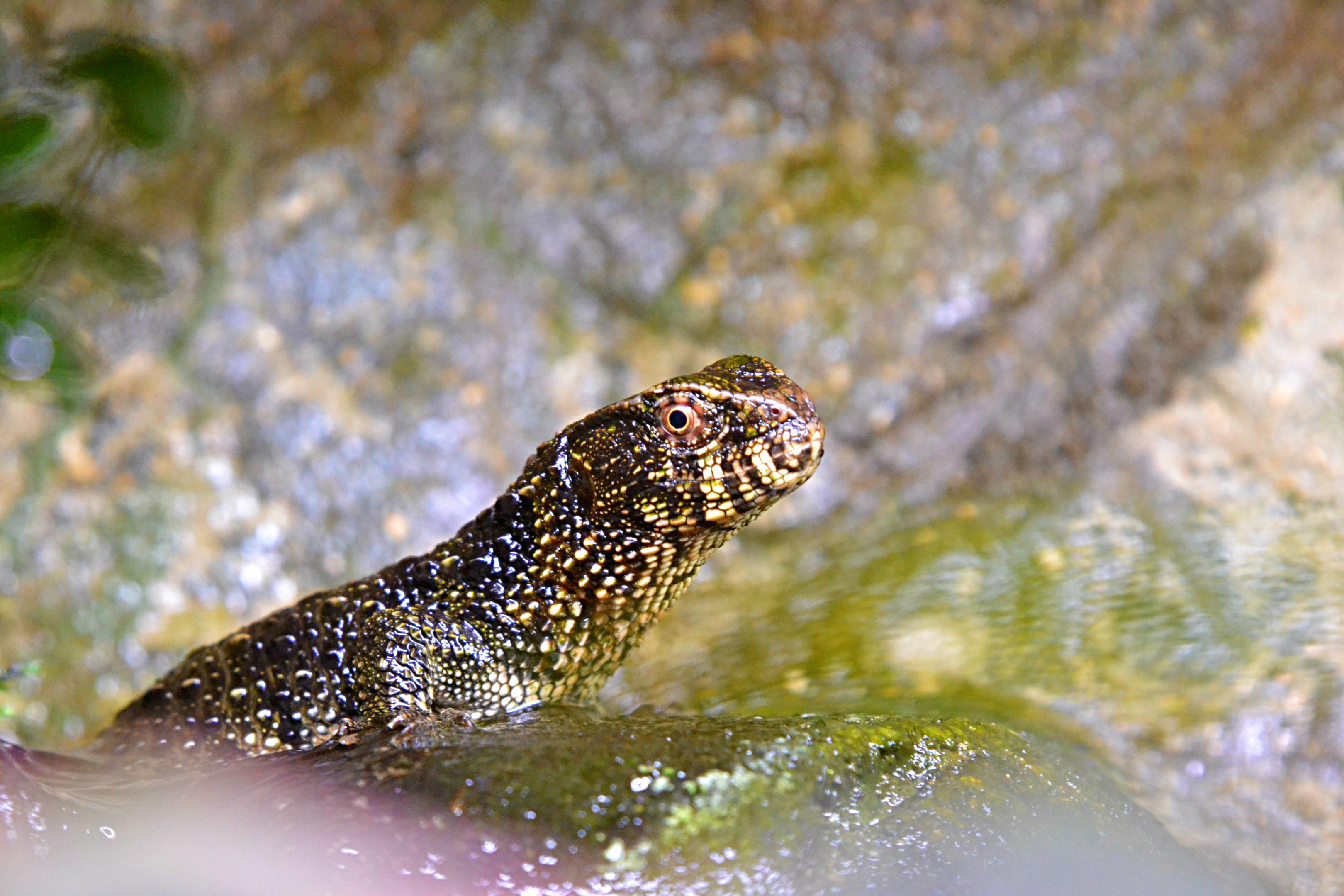 Chinese Crocodile Lizard
