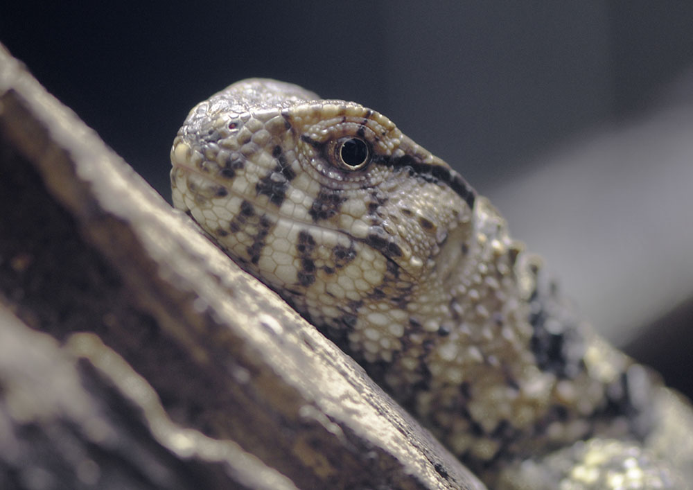 Chinese crocodile lizard