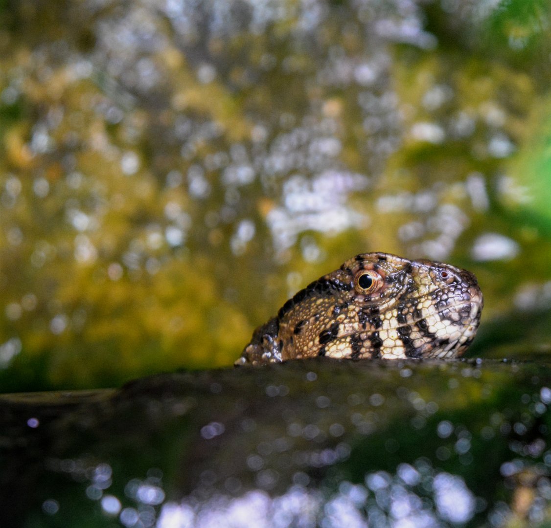 Chinese Crocodile Lizard