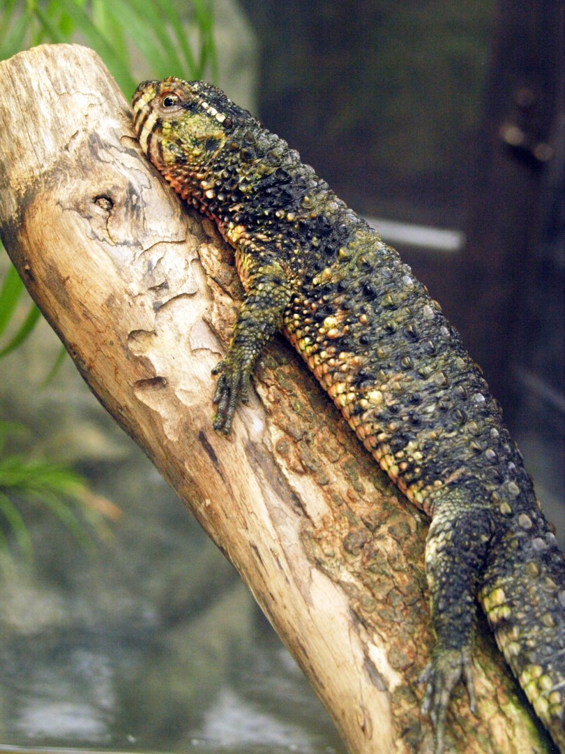 Chinese crocodile lizard