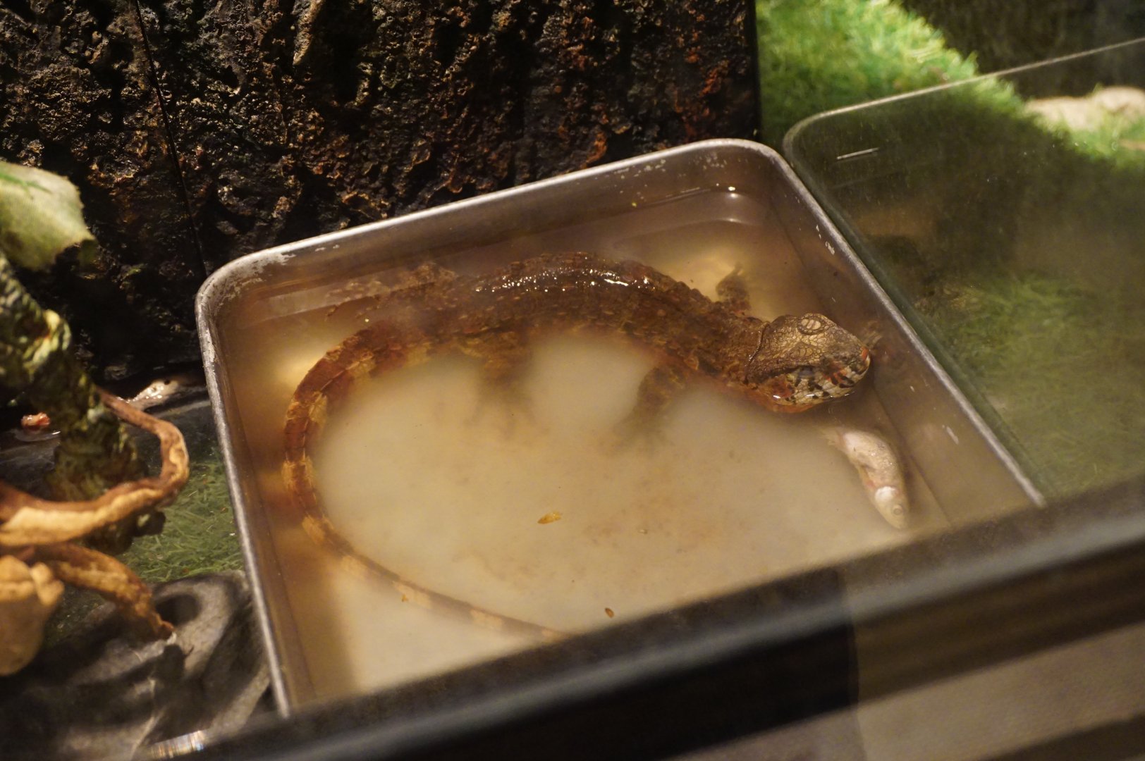 Chinese crocodile lizard