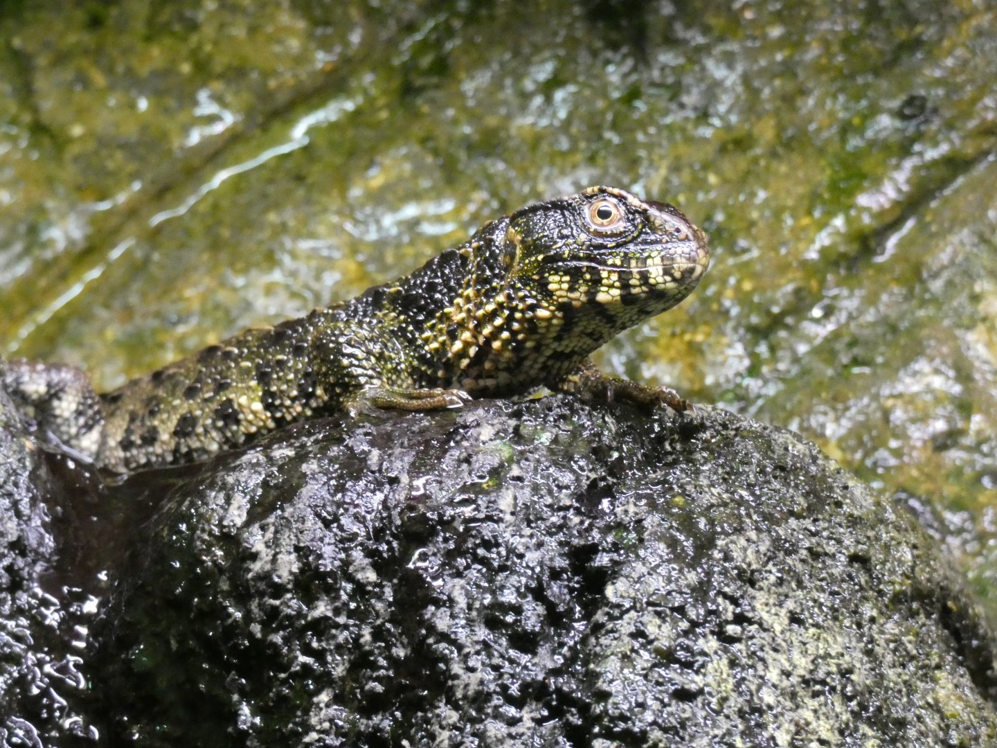 Chinese Crocodile Lizard