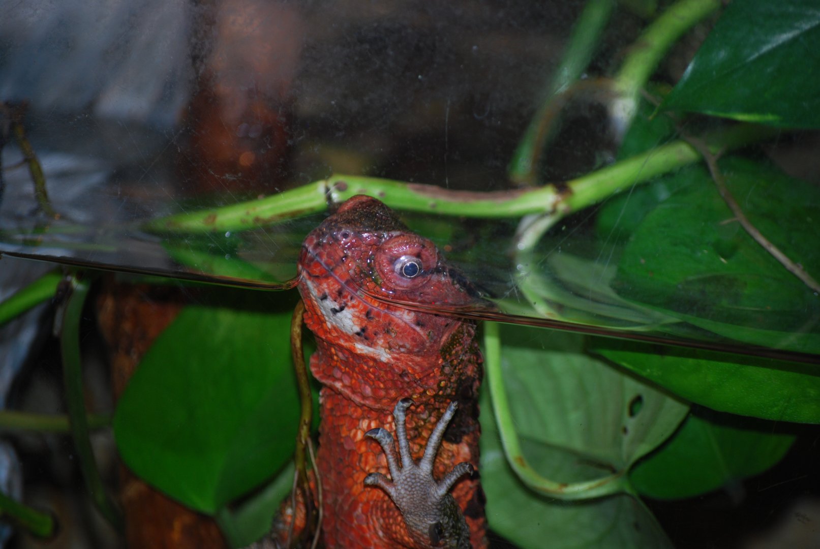 Chinese Crocodile Lizard