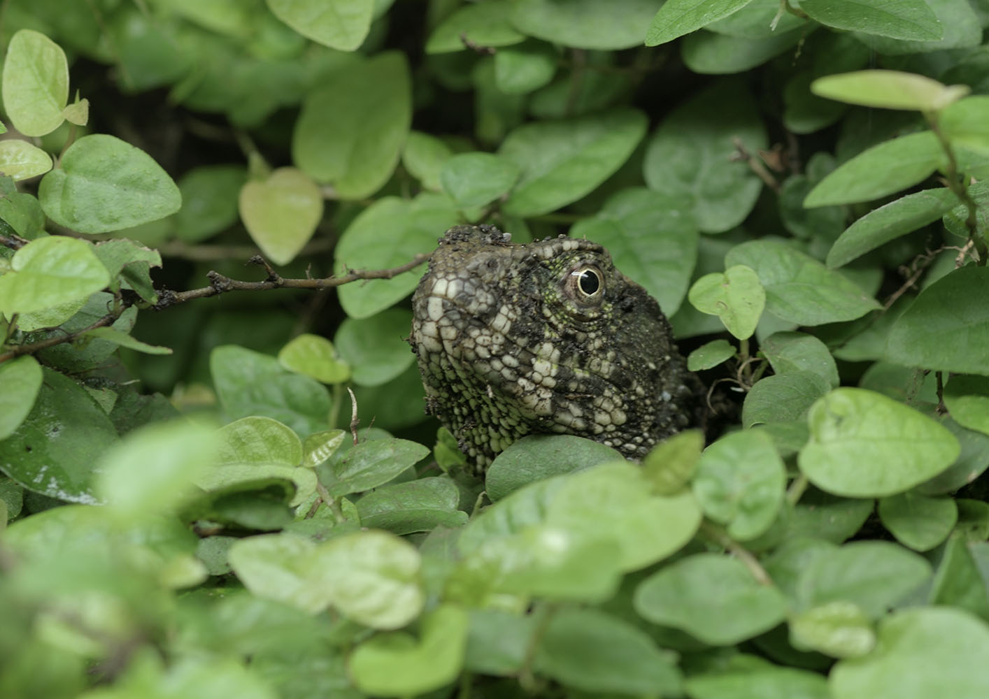 Chinese crocodile lizard