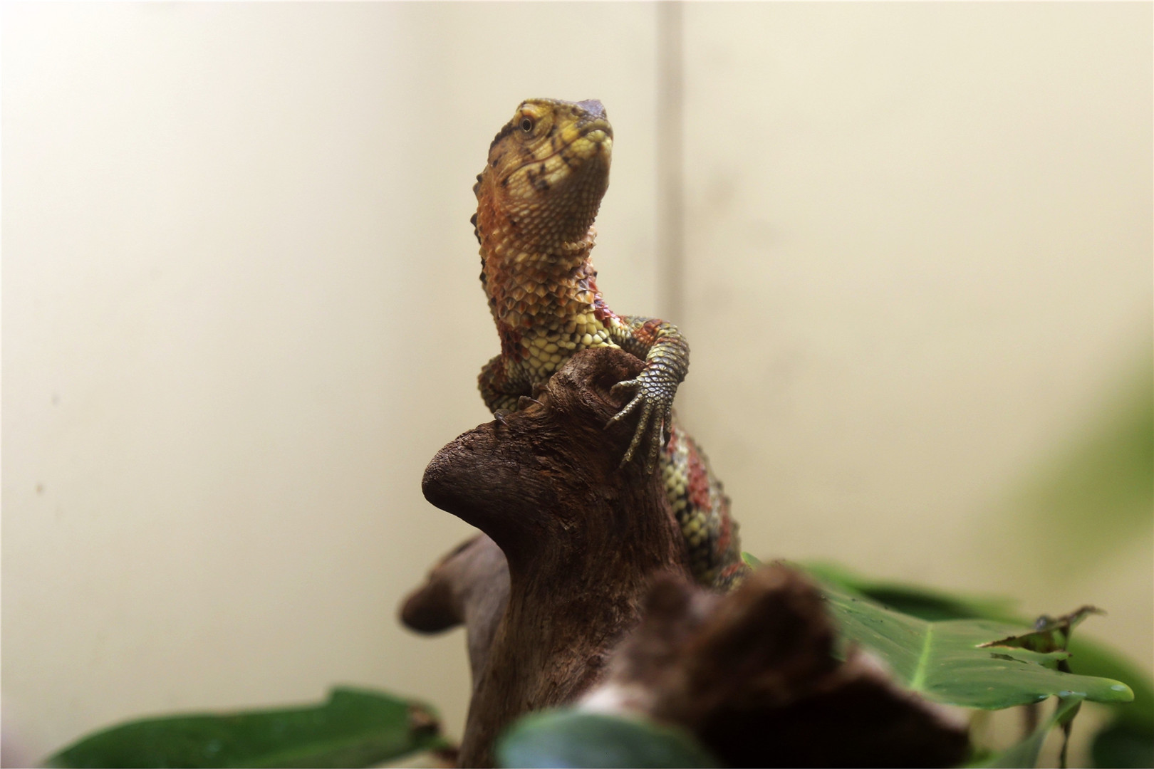 Chinese Crocodile Lizard