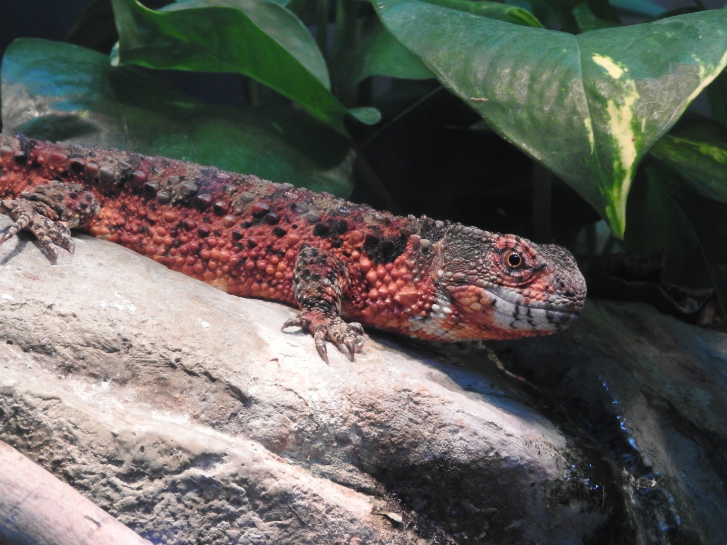 Chinese Crocodile Lizard