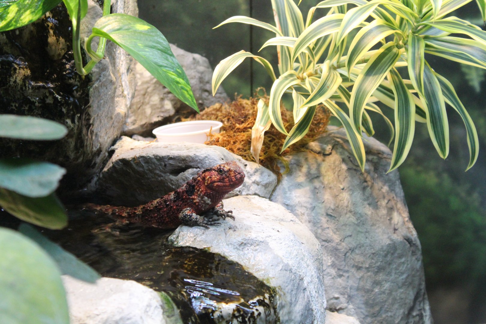 Chinese Crocodile Lizard