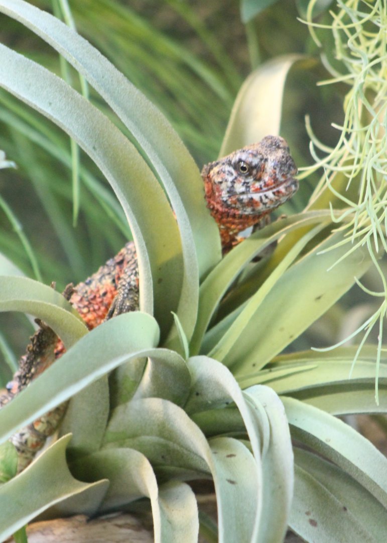 Chinese crocodile lizard