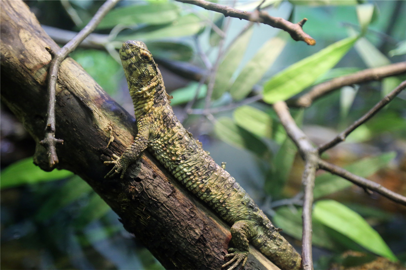 Chinese crocodile lizard