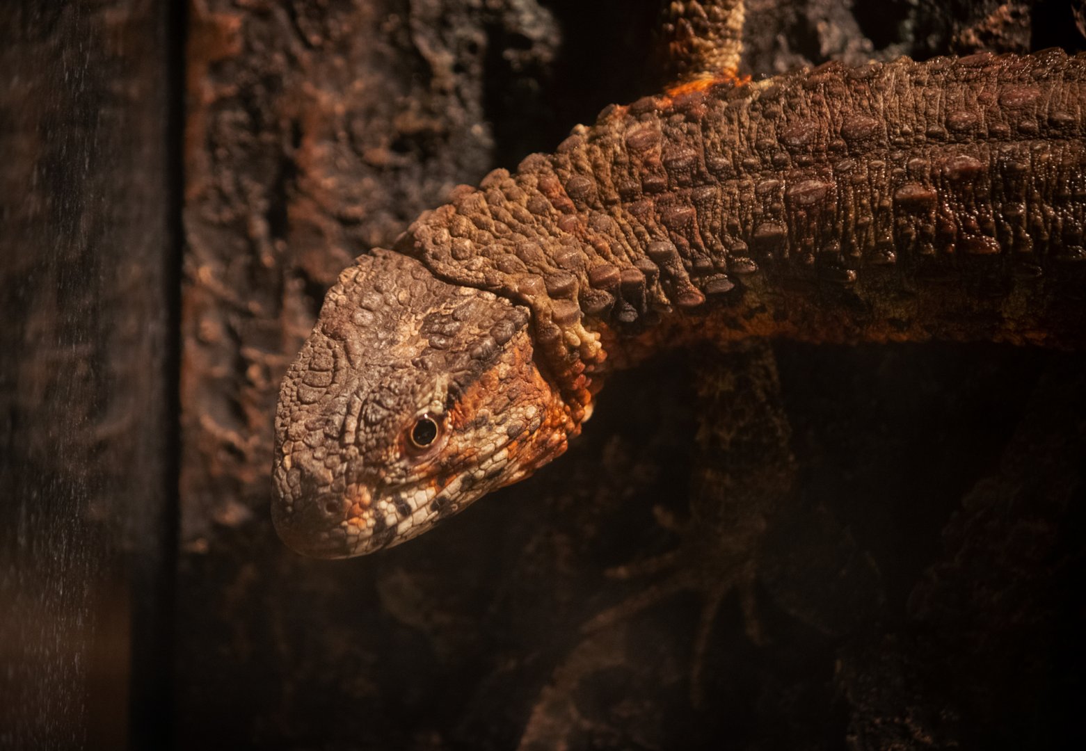 Chinese crocodile lizard
