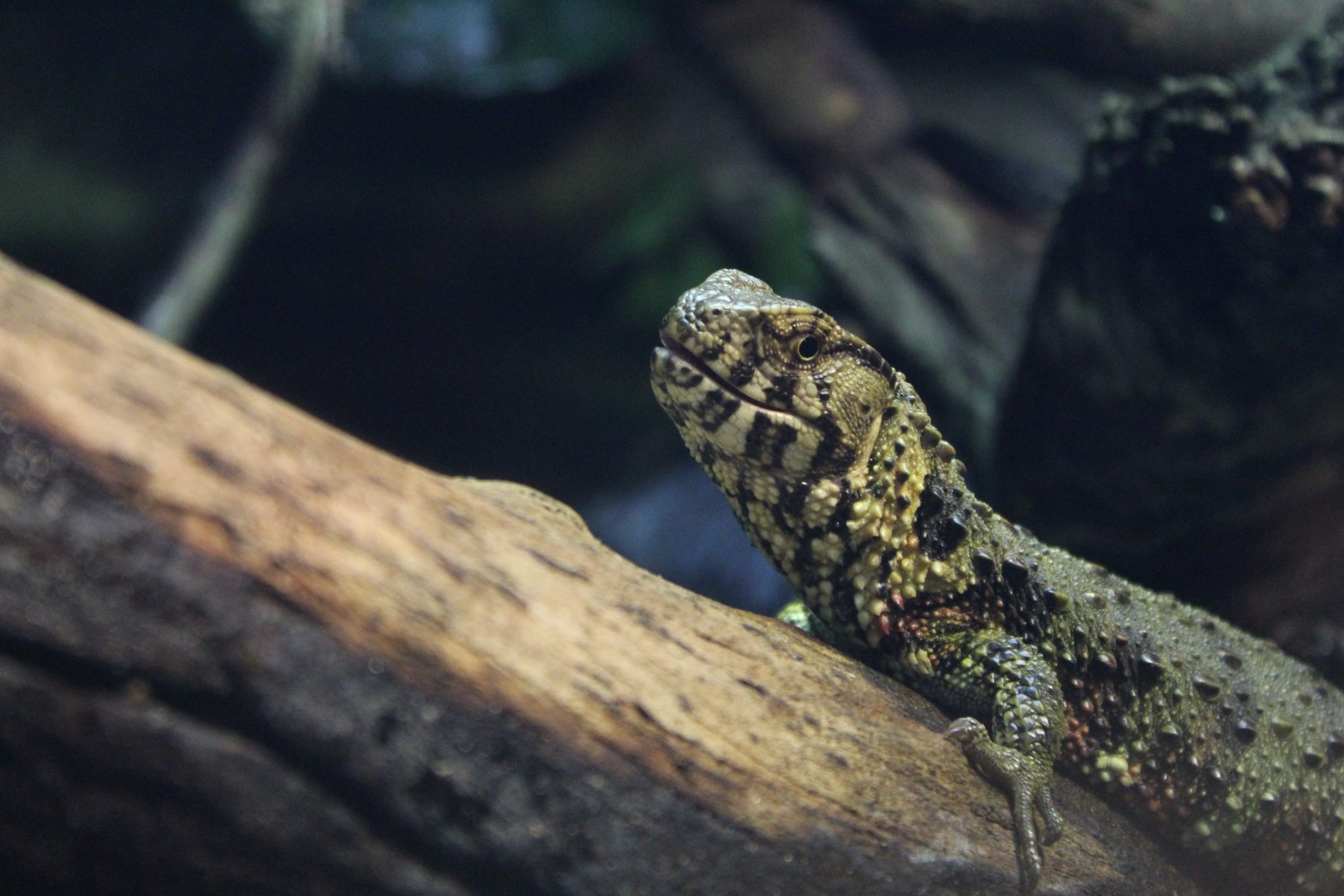 Chinese Crocodile Lizard