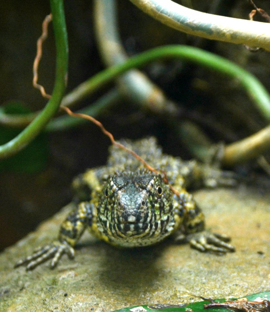 Chinese Crocodile Lizard