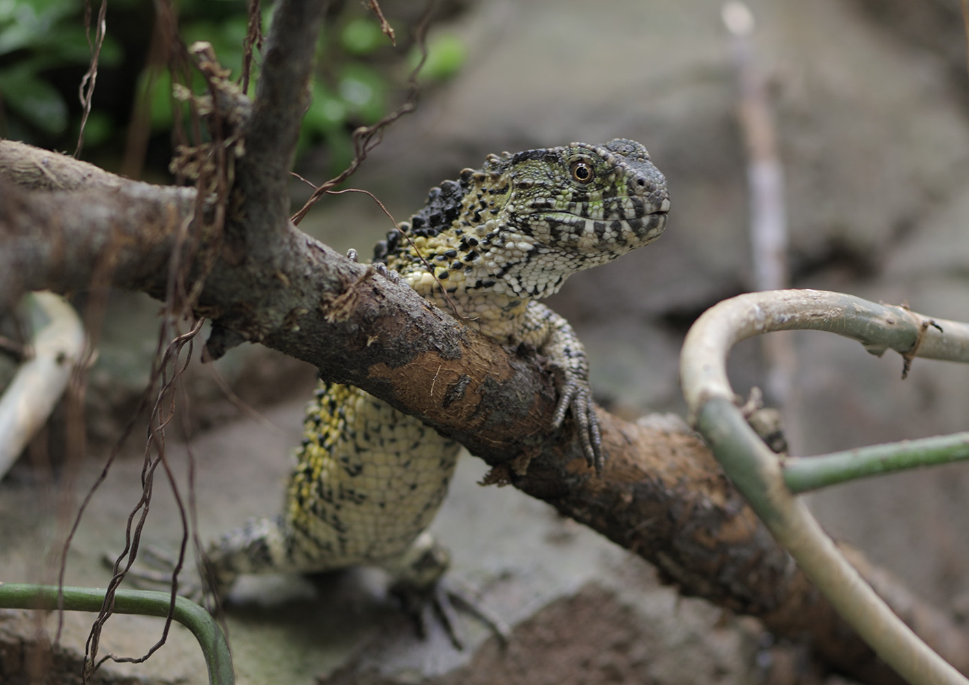 Chinese crocodile lizard