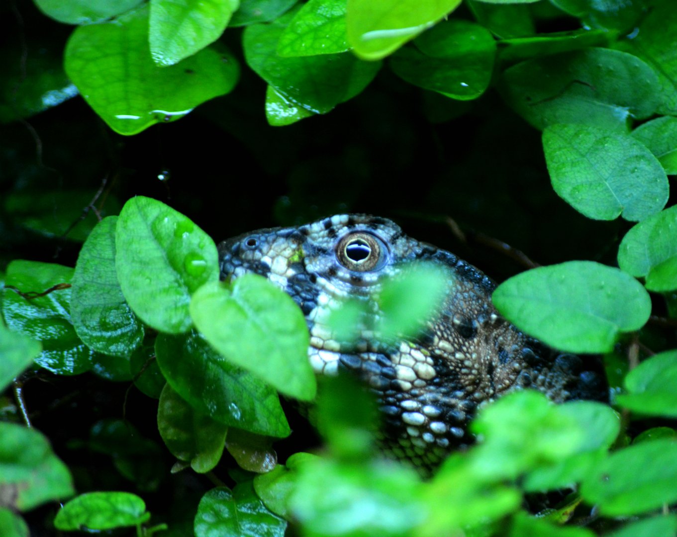 Chinese crocodile lizard