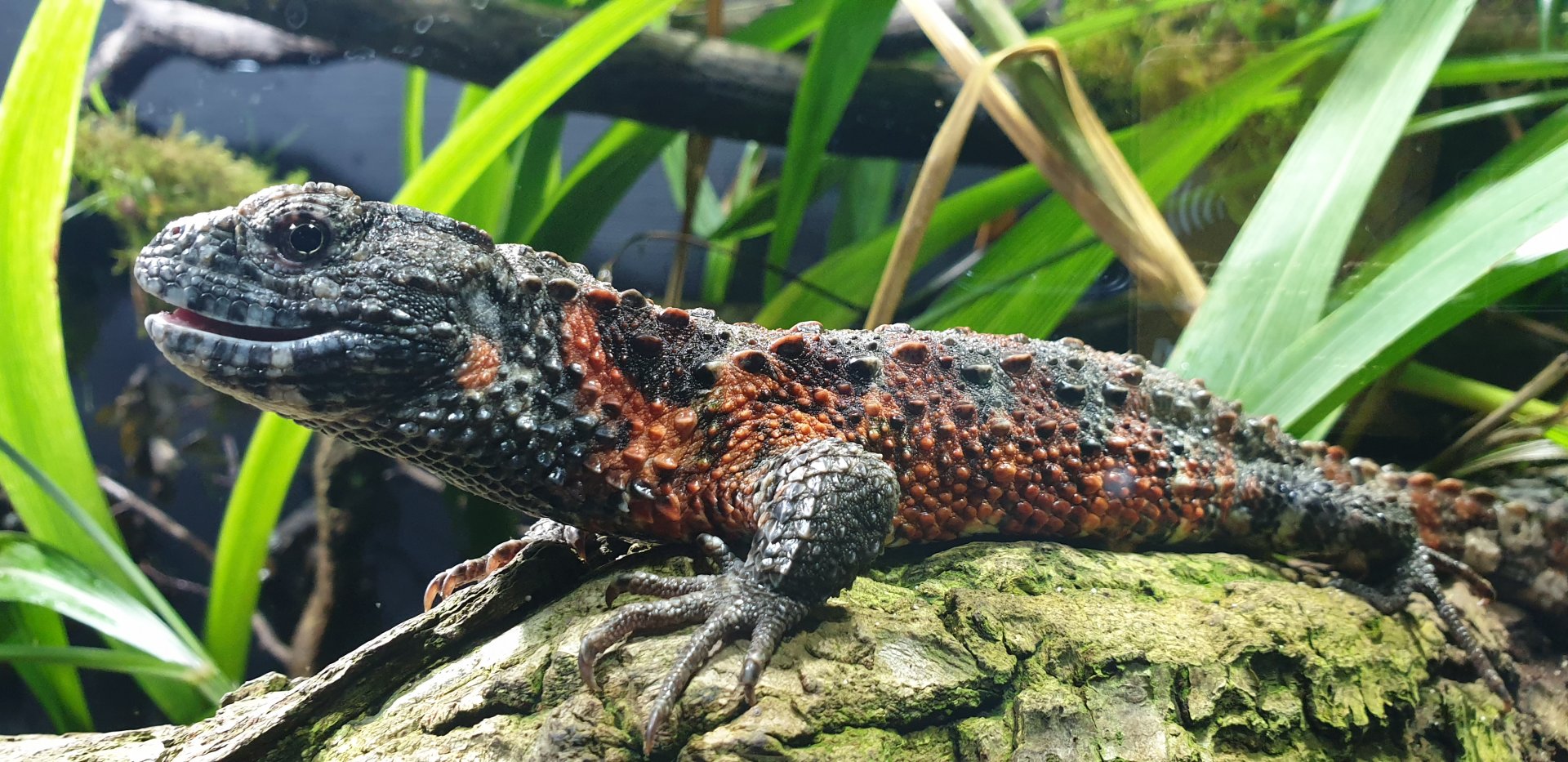 Chinese crocodile lizard