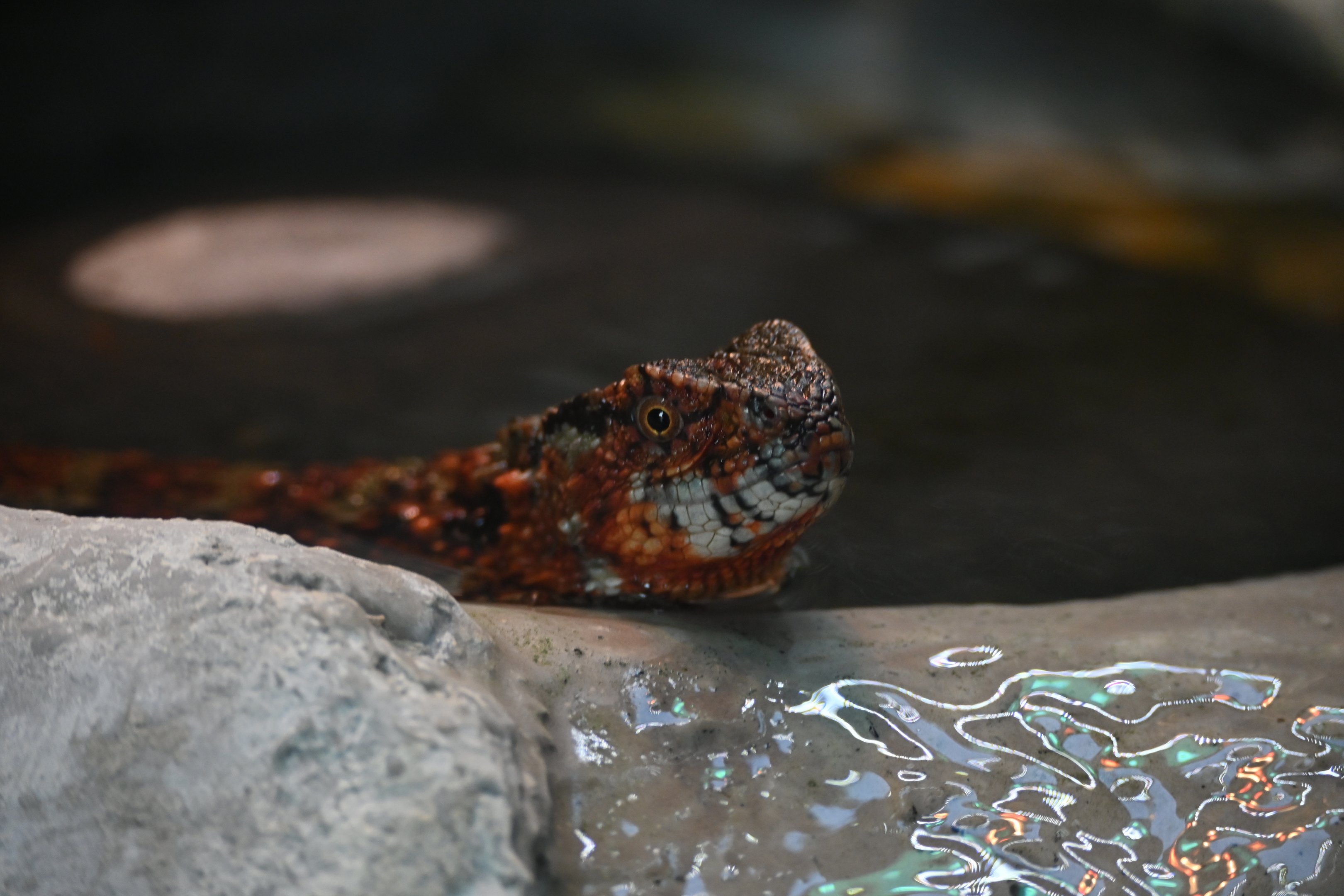Chinese Crocodile Lizard