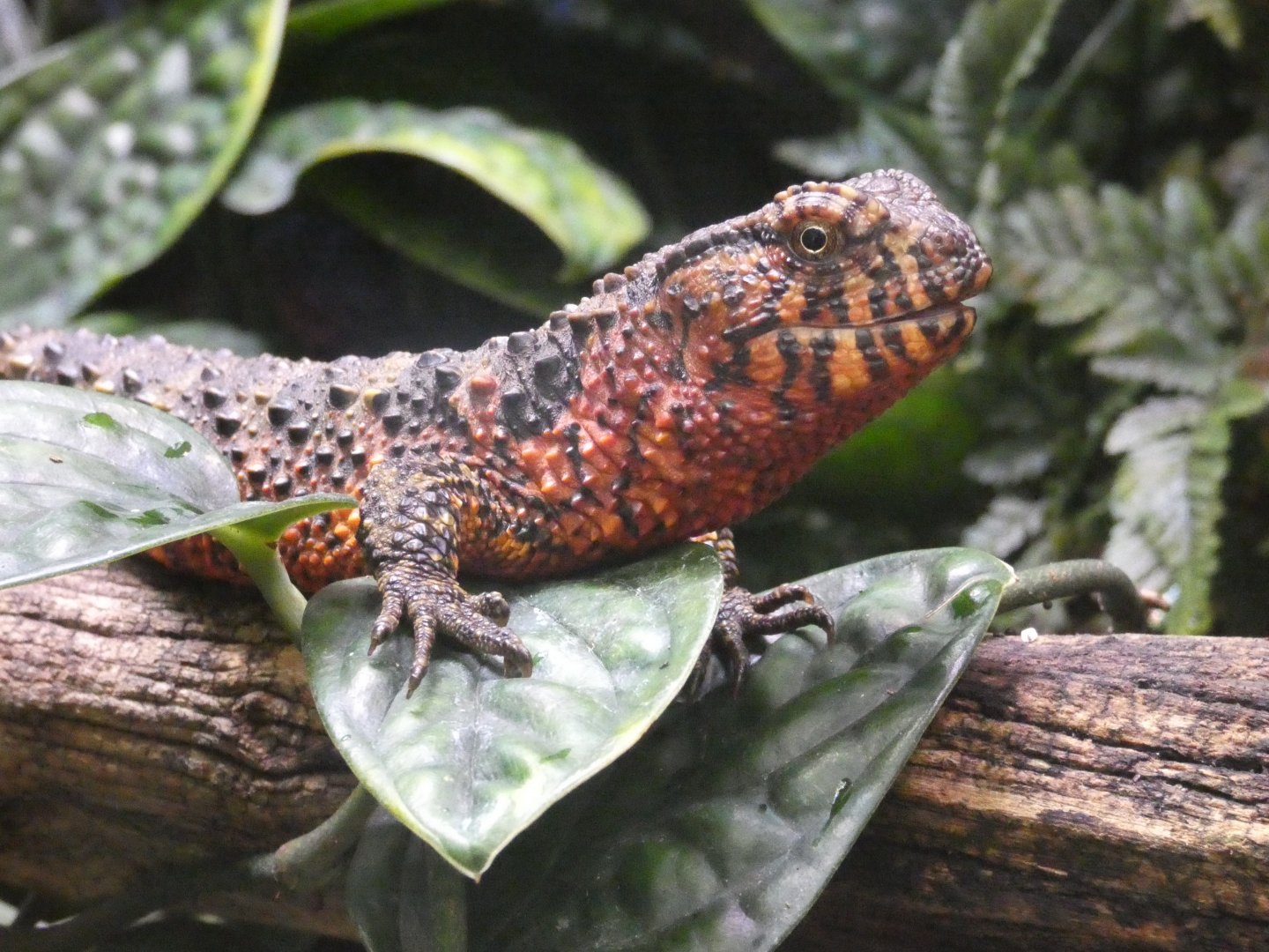 Chinese Crocodile Lizard