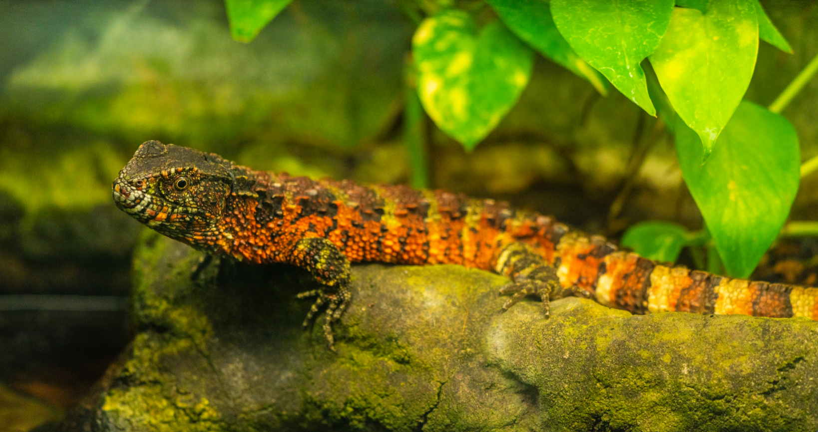 Chinese Crocodile Lizard