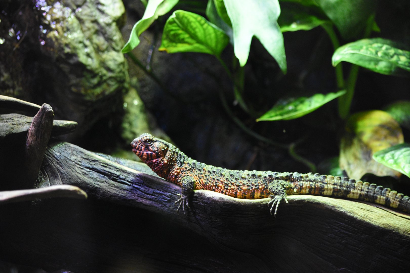 Chinese crocodile lizard