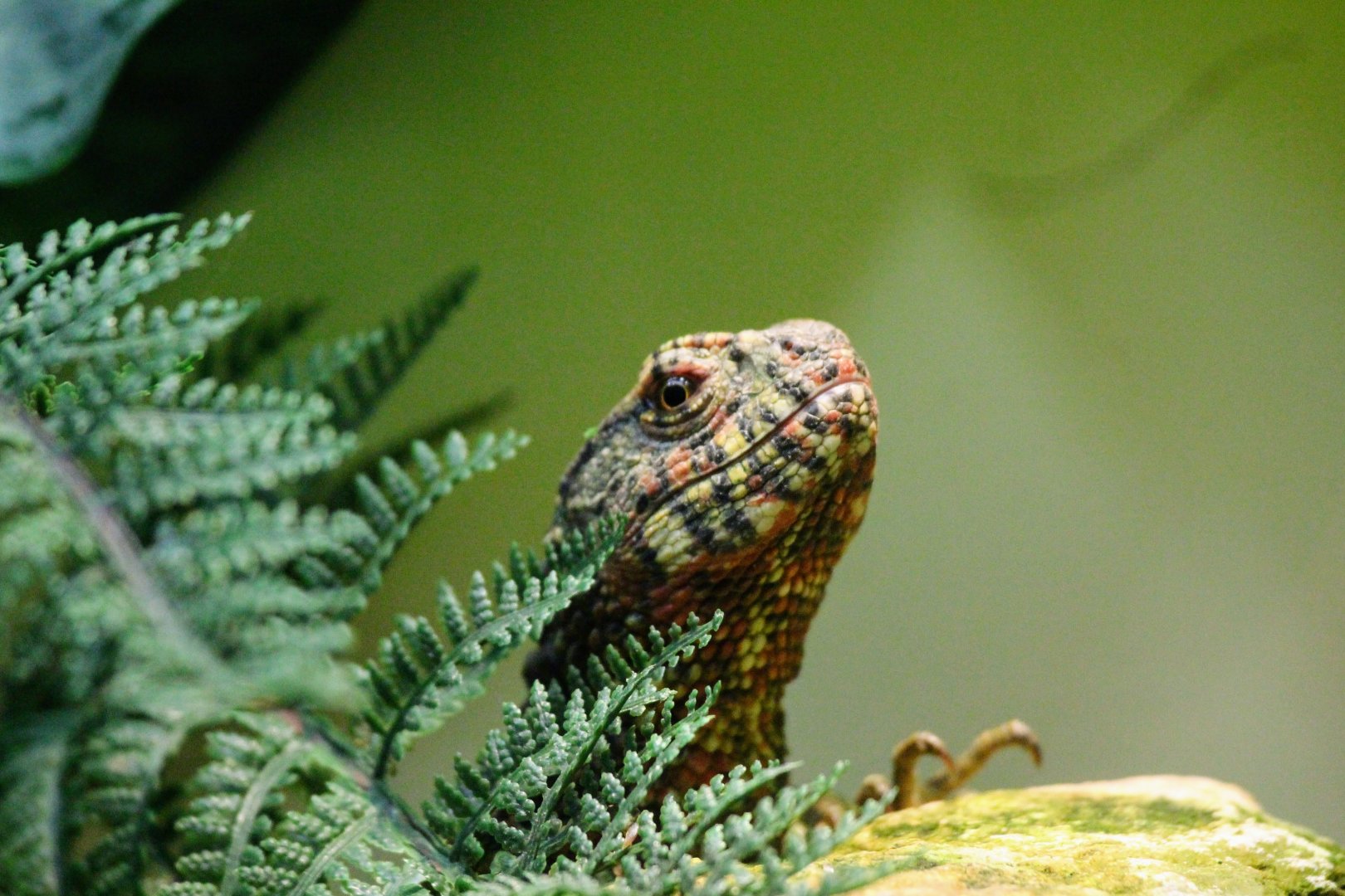 Chinese Crocodile Lizard